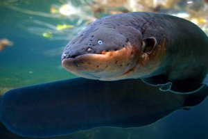 Električna jegulja Električna jegulja